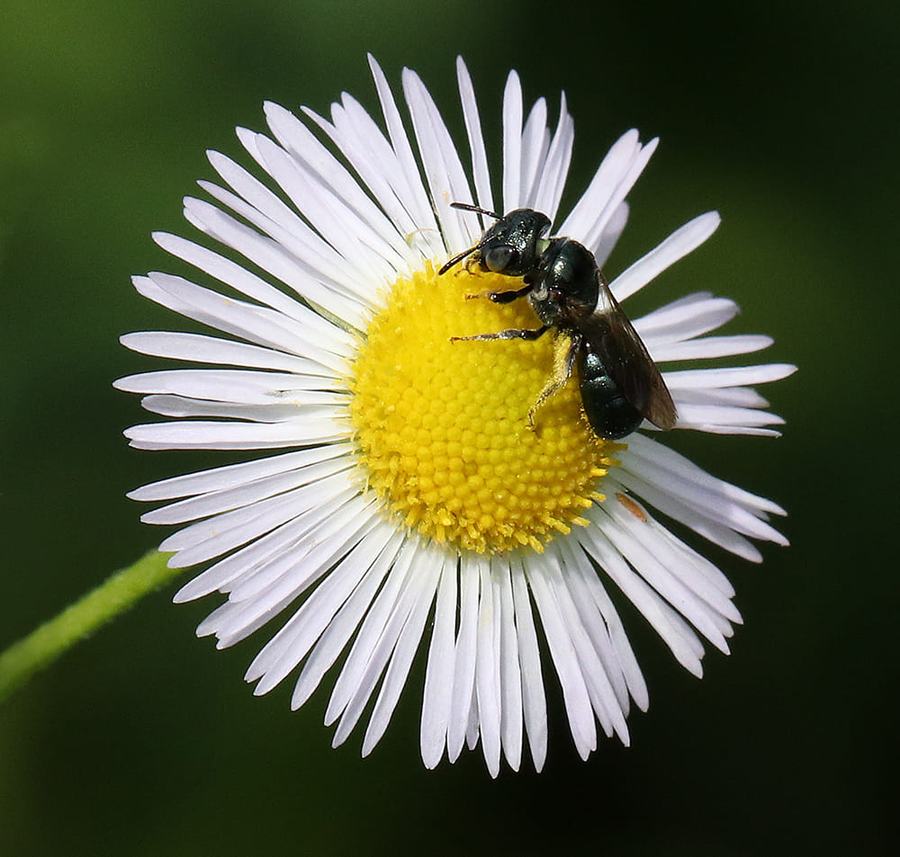 This small carpenter bee (Ceratina sp.) is able to chew through the pithy center of plant stems to make a nest. 