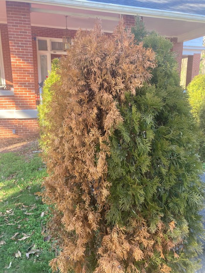 cold damaged arborvitae