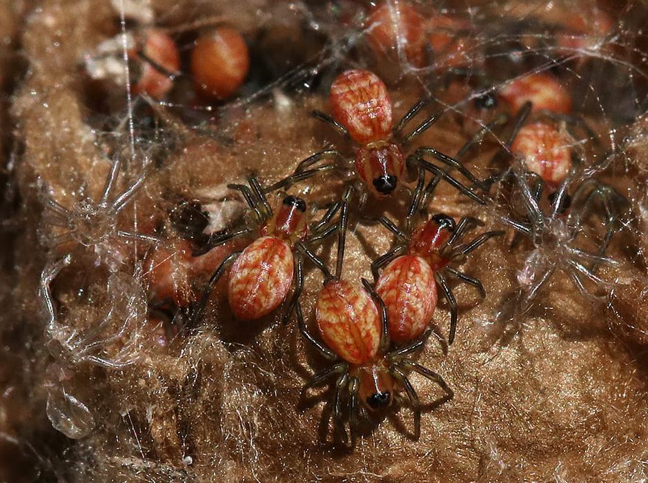 Newly hatched green lynx spiderlings in early December in the pollinator garden.