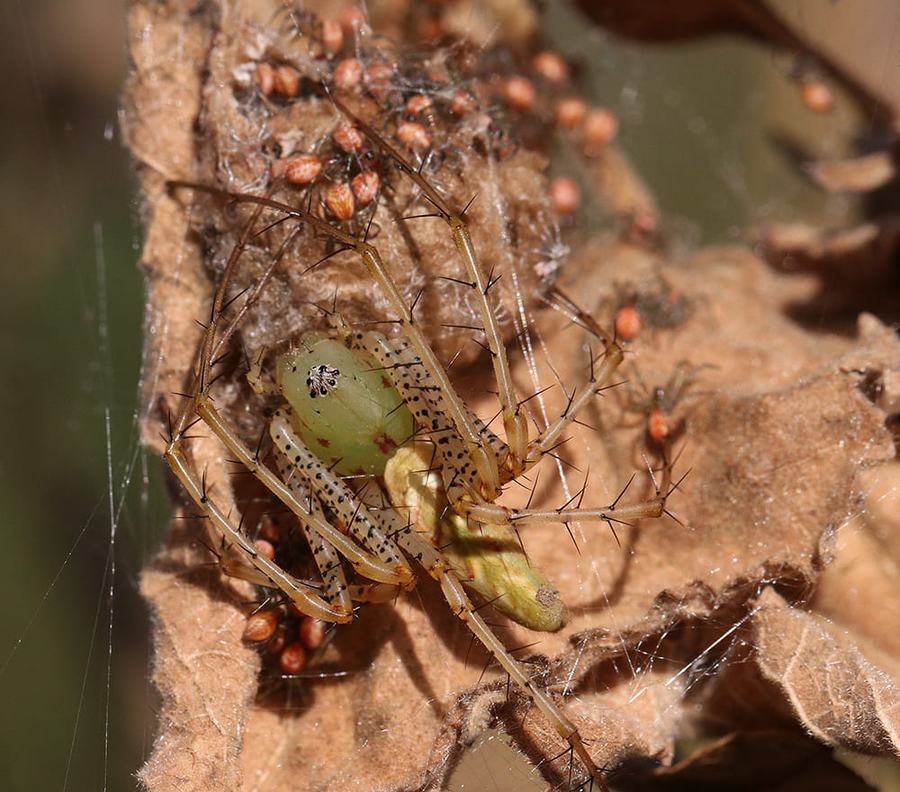 Green lynx spider mom in early December in the pollinator garden.