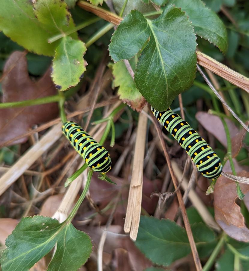 Late November black swallowtail caterpillars on their native host plant, golden alexander. 