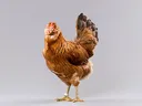 Easter Egger - Chicken Breed