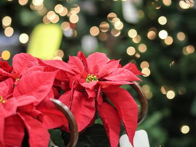Red poinsettia plant with bokeh Christmas lights in the background