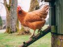 Brown hen descending a wooden ladder from a coop in a grassy yard