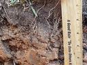 Soil profile with a ruler showing how soil texture and color change with depth