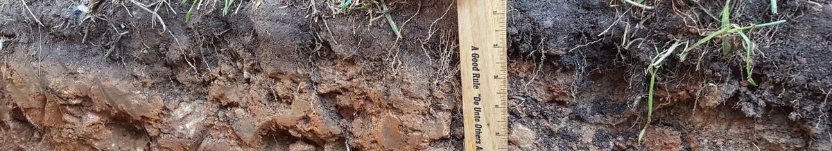 Soil profile with a ruler showing how soil texture and color change with depth