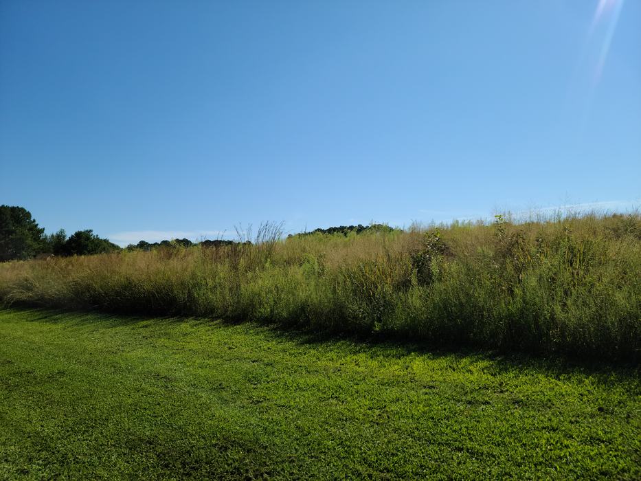 turf area next to grassy border