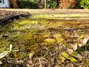 moss in yard