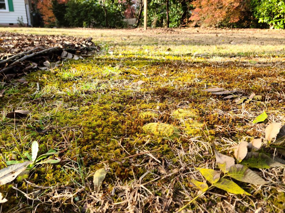 moss in yard