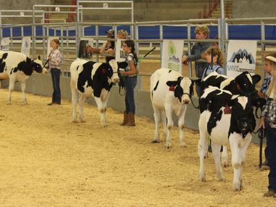 Dairy Steer Show