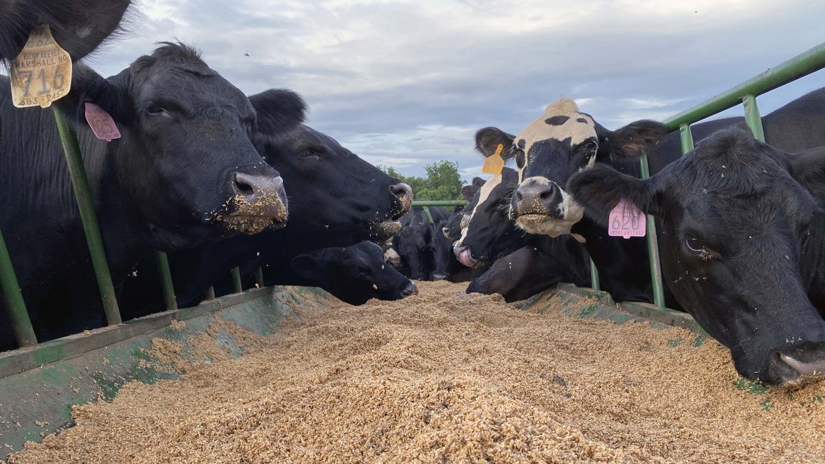 NC State Extension research into feeding byproducts from the brewing and cotton gin industries can benefit beef producers and consumers of beef including steaks and hamburgers.