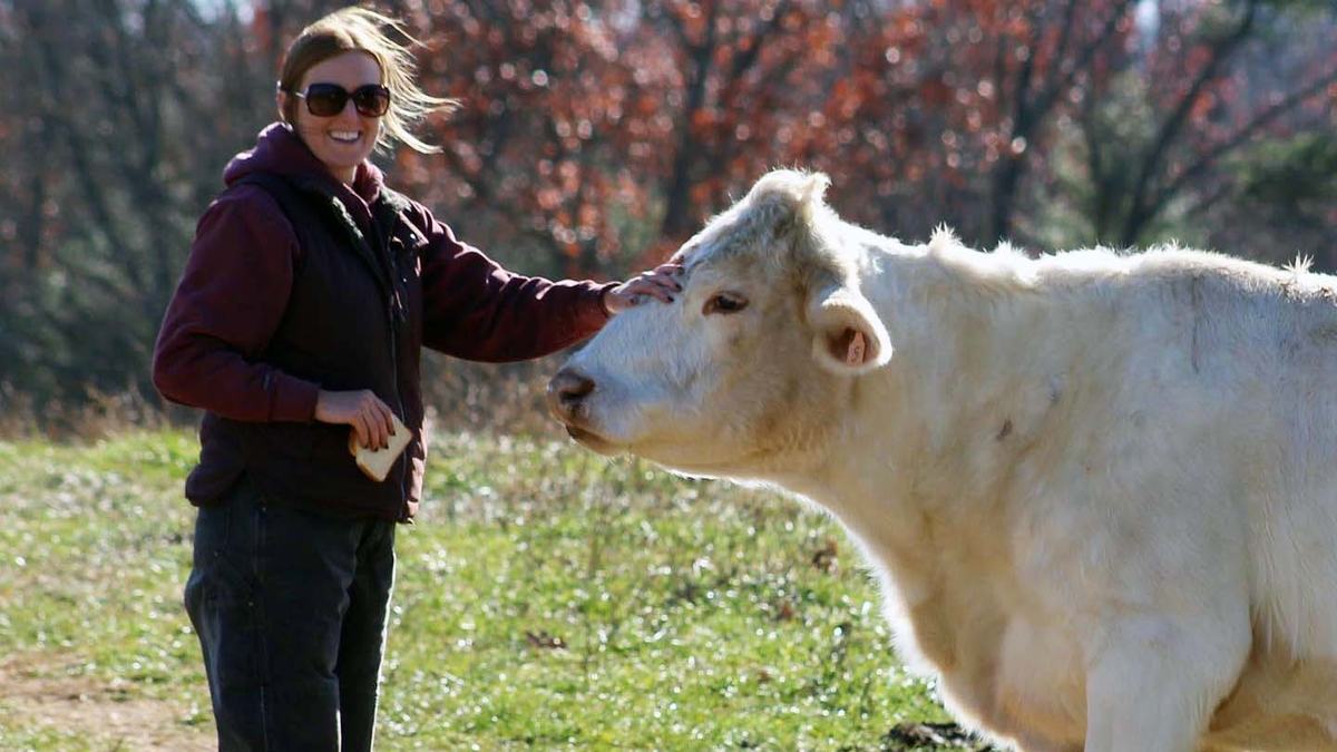 NC State Extension research into feeding byproducts from the brewing and cotton gin industries can benefit beef producers and consumers of beef including steaks and hamburgers.