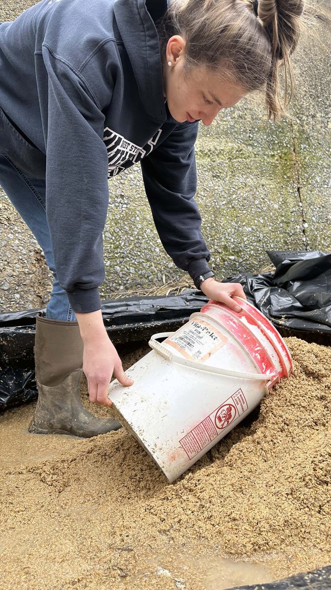 NC State Extension research into feeding byproducts from the brewing and cotton gin industries can benefit beef producers and consumers of beef including steaks and hamburgers.