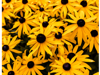Cluster of yellow Black-eyed Susan flowers with dark brown centers