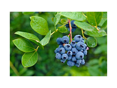 Blueberries