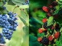 Blueberry_Blackberry