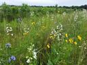 Image of a field with wildflowers
