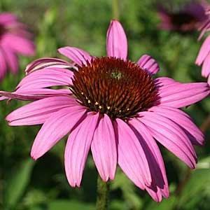 Purple coneflower with pink petals and brown spiky central cone against green background