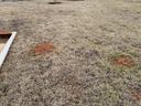Fire ant mounds will be more common in Caldwell County in 2023. (Credit: Seth Nagy)