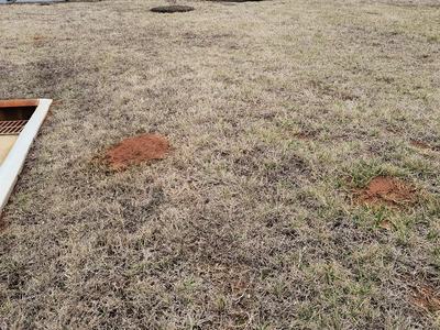 Fire ant mounds will be more common in Caldwell County in 2023. (Credit: Seth Nagy)