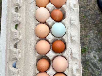 Fresh eggs