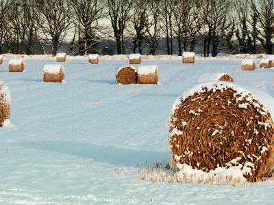 Hay in the snow