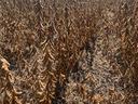 Dried soybean plants with brown pods in rows stretching to a distant tree line