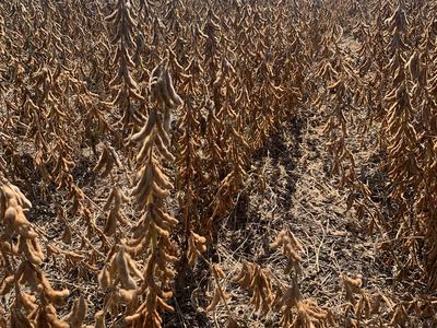 Dried soybean plants with brown pods in rows stretching to a distant tree line