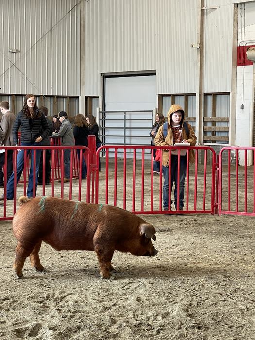Swine
