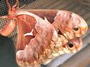 Polyphemus moth on screen