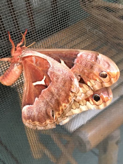 Polyphemus moth on screen
