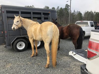 Palomino and bay horses standing beside a livestock trailer and pickup truck.