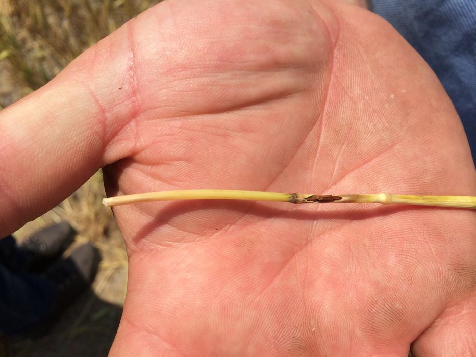 Hand holding a wheat stem with a Hessian fly pupae in the joint