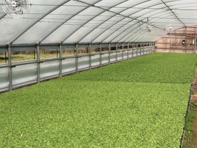 Image of two beds of tobacco seedling production on a floatbed system. One has good growth and the other has poor growth due to excessive fertilization