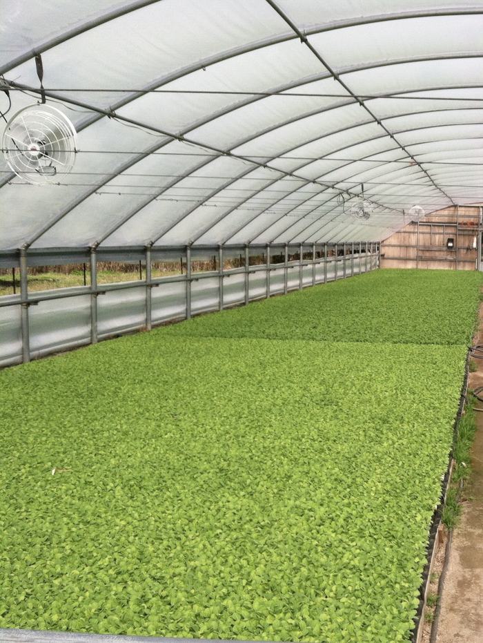 Image of two beds of tobacco seedling production on a floatbed system. One has good growth and the other has poor growth due to excessive fertilization