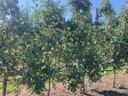 Row of apple trees on trellises bearing green and red apples
