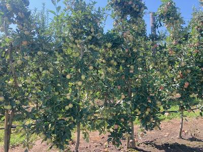 Row of apple trees on trellises bearing green and red apples