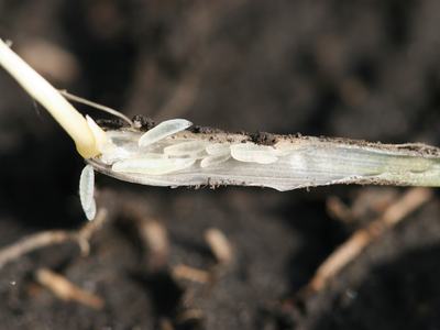 About 6 whiteish, transulcent and susasage shaped larvae are pictured near on an exposed wheat tiller