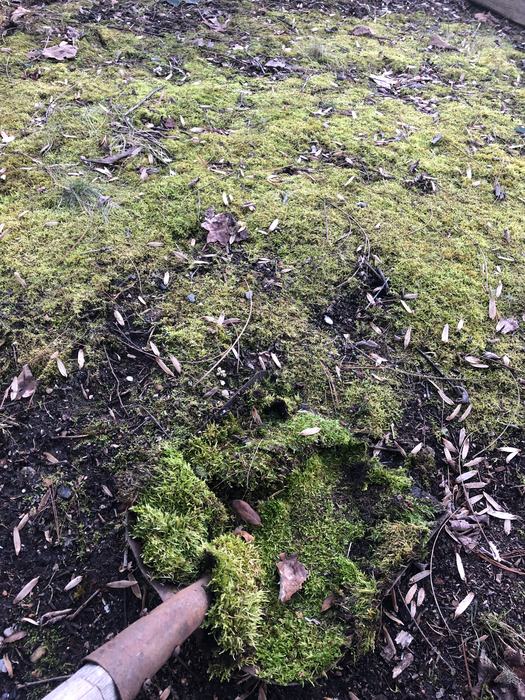 Established Moss garden