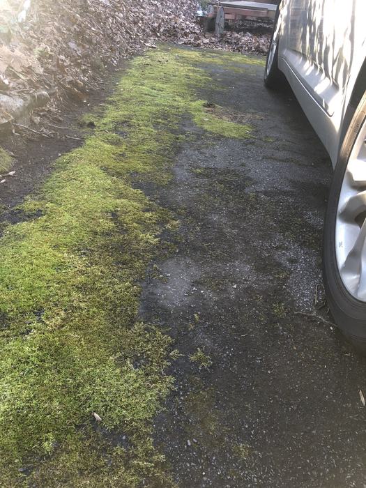 moss growing on asphalt