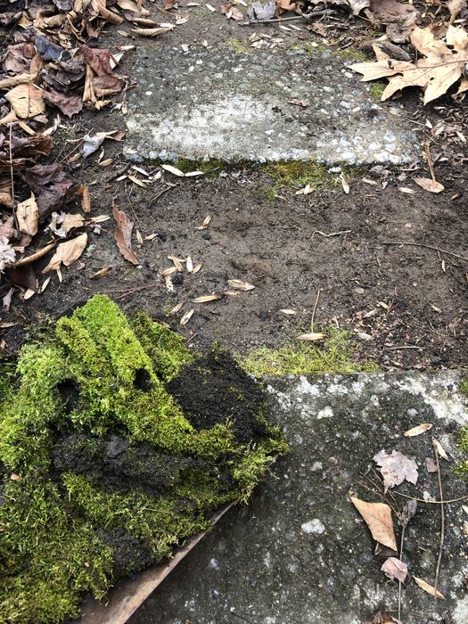 installing moss in a walkway