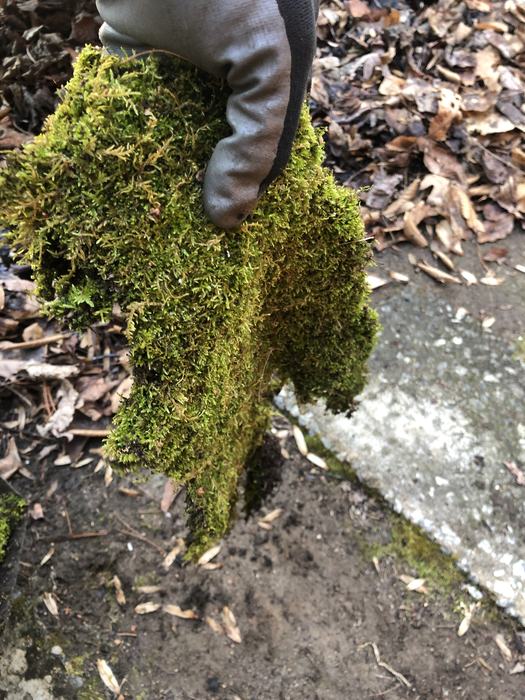 installing moss in a walkway