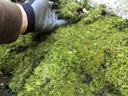 installing moss in a walkway