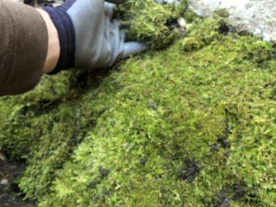 installing moss in a walkway