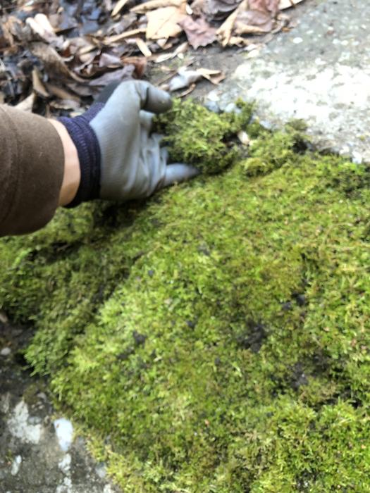 installing moss in a walkway