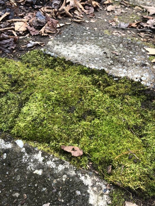 installing moss in a walkway