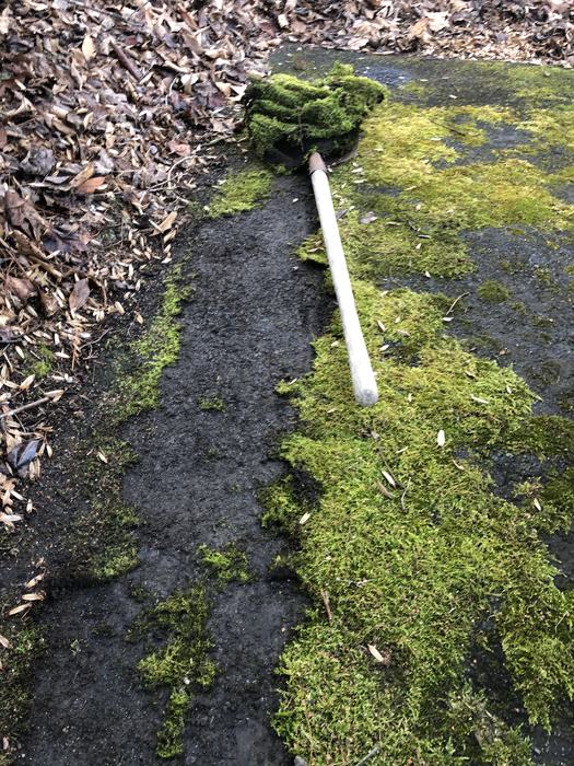 harvesting moss with flat shovel