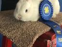 rabbit with blue ribbon