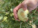 Tomato spotted wilt virus on fruit