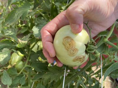 Tomato spotted wilt virus on fruit